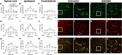 CSF1R Inhibition Reduces Microglia Proliferation, Promotes Tissue Preservation and Improves Motor Recovery After Spinal Cord Injury